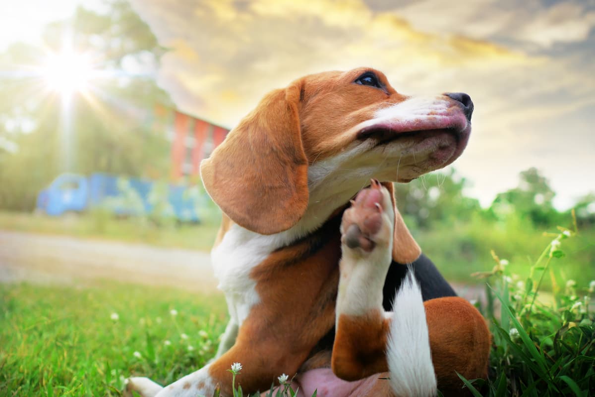 Dog sitting on grass scratching