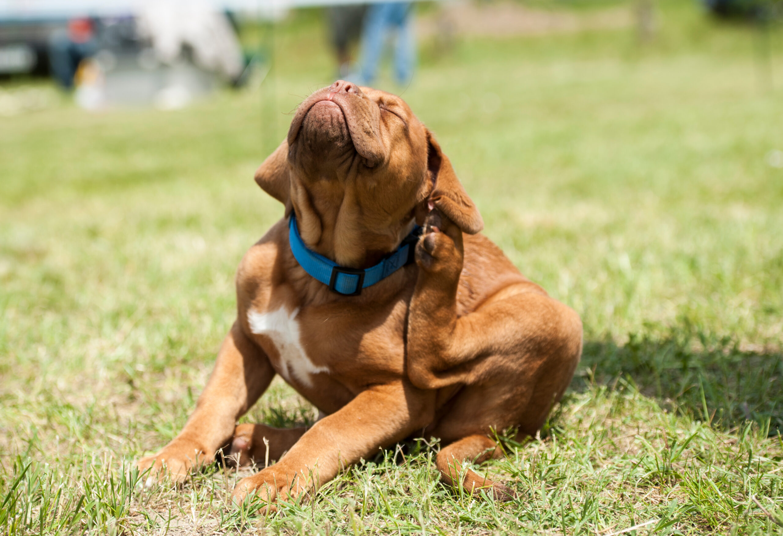 Itchy dog skin allergies