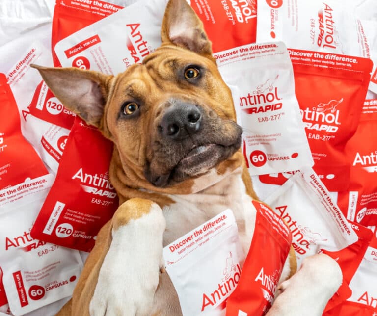 antinol rapid joint supplement for dogs