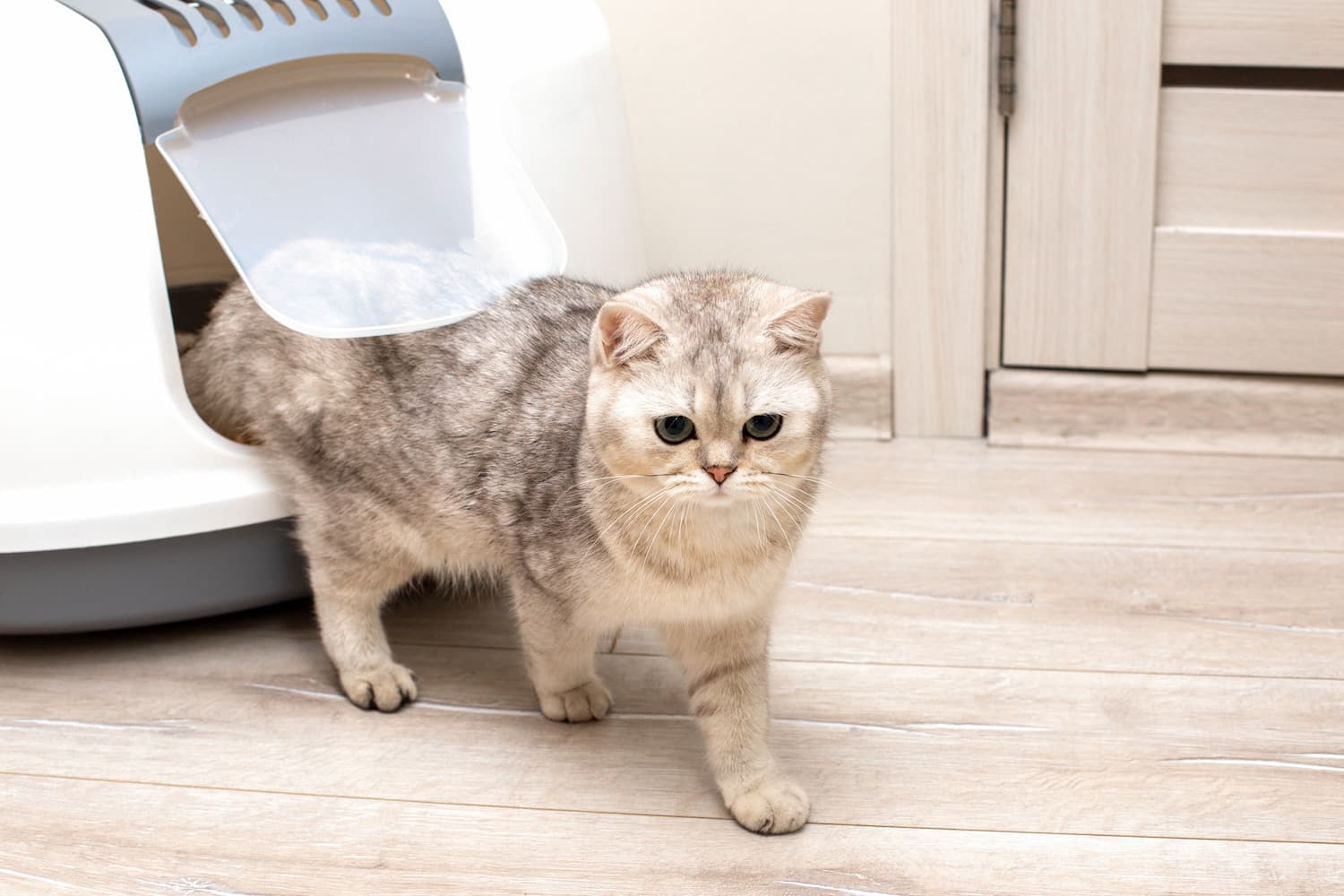 best cat litter
