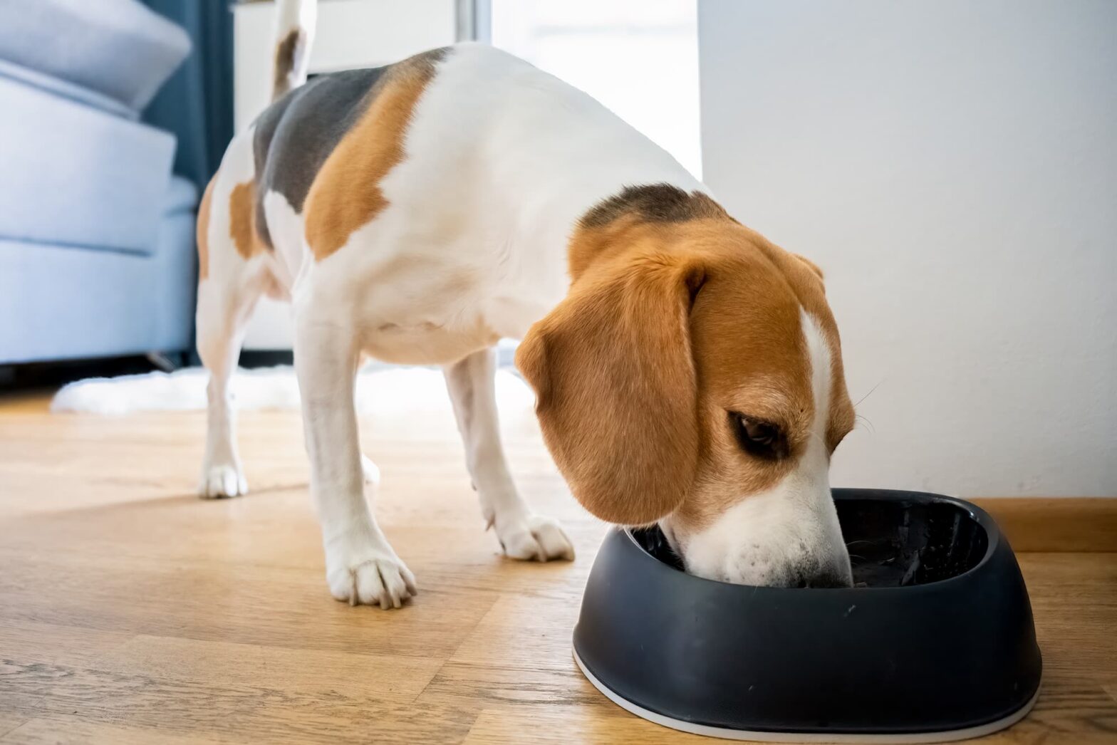 best dog food in australia