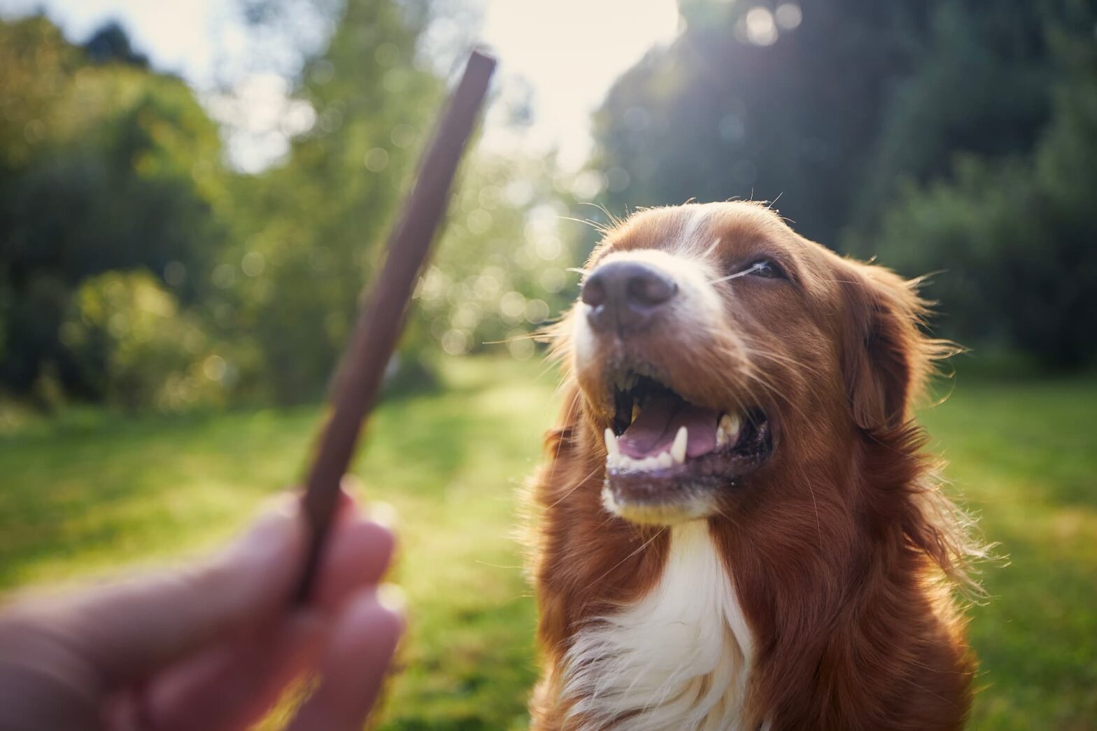 healthy dog treats