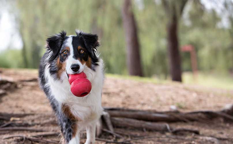 are kong toys worth it