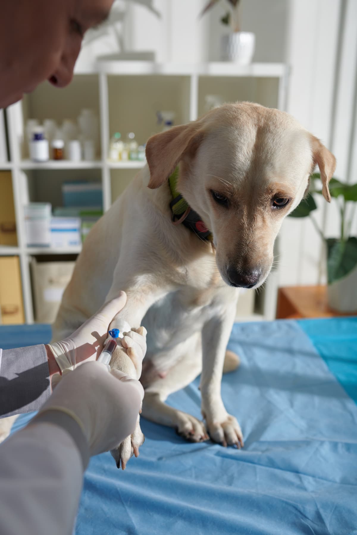 monitoring diabetes in pets