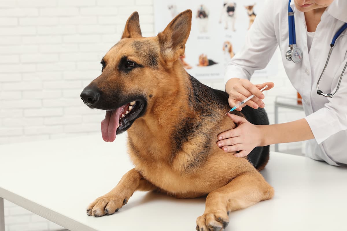 how to treat diabetes in pets