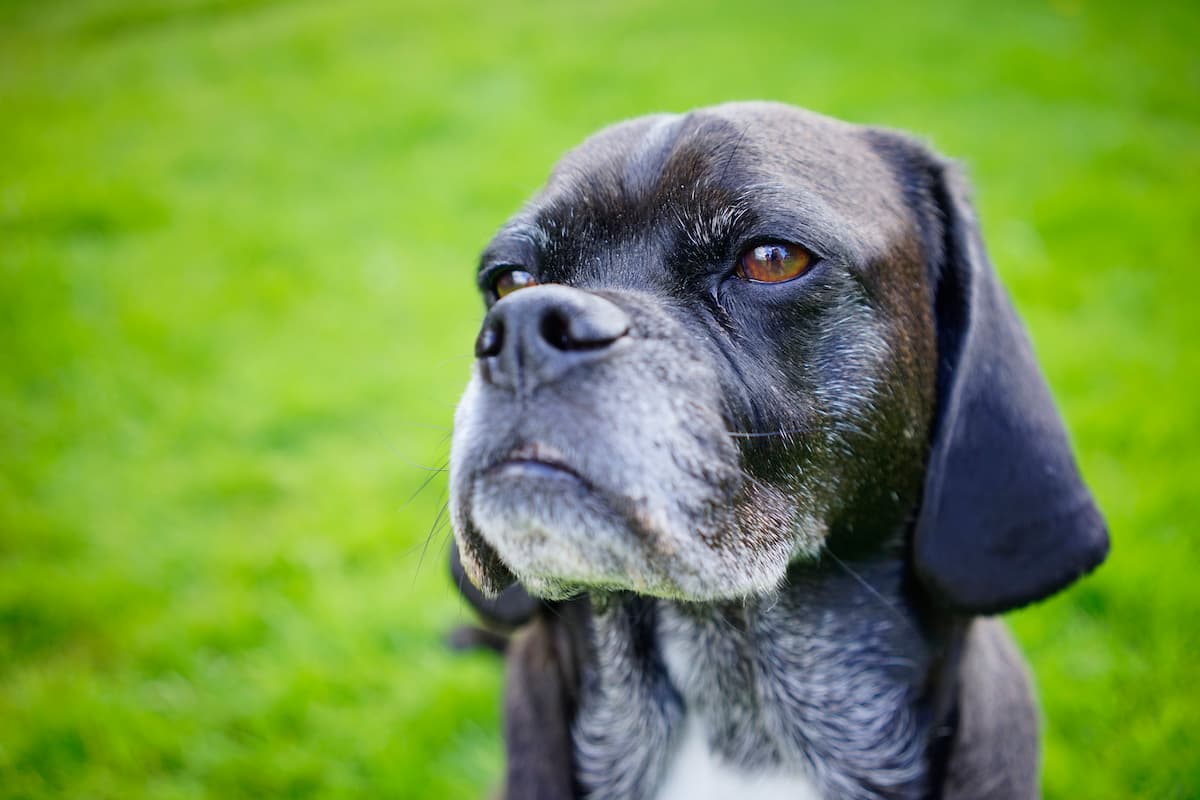senior dog health care