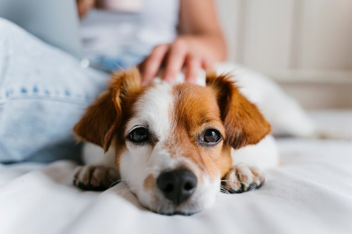 diabetes in dogs cats