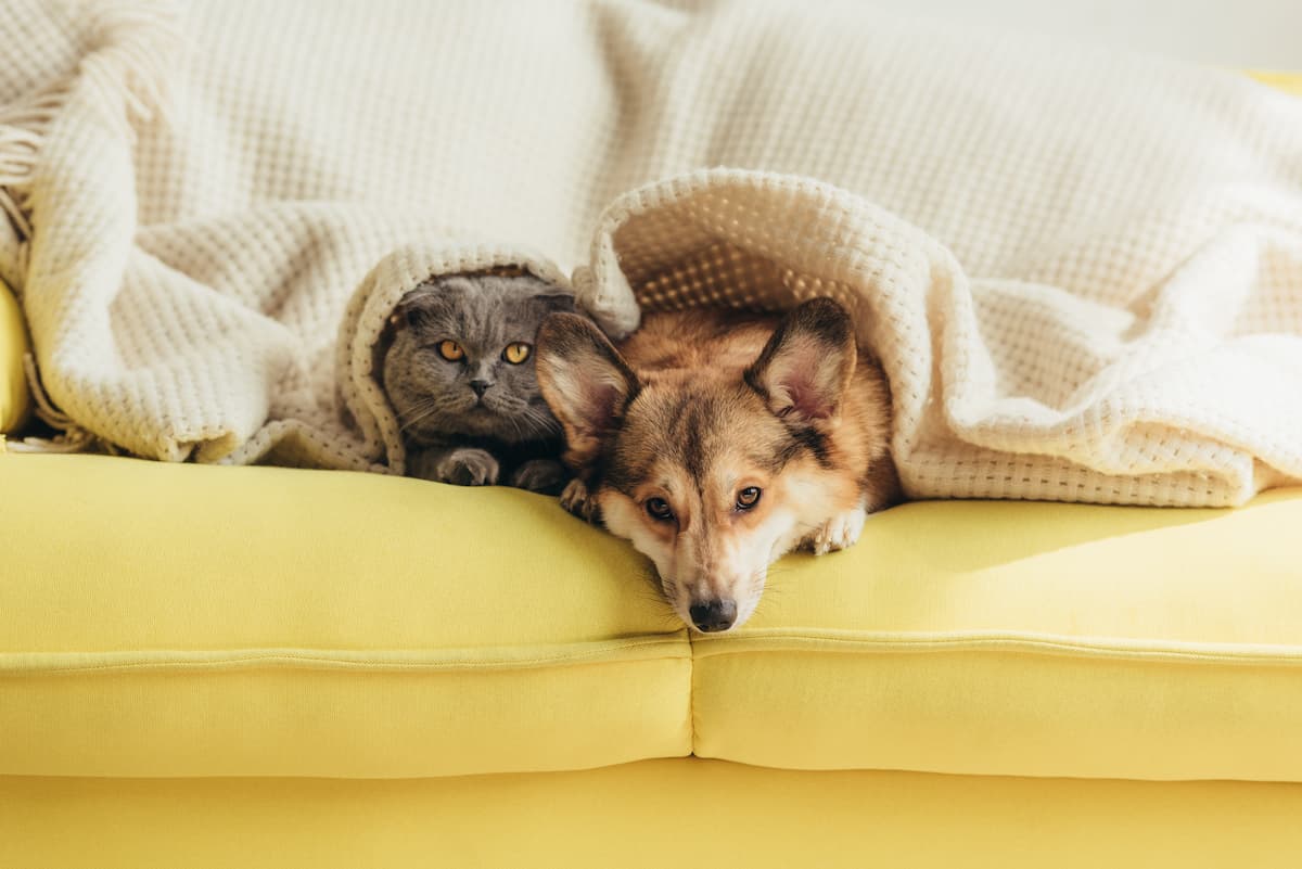 dog and cat hiding under bed covers