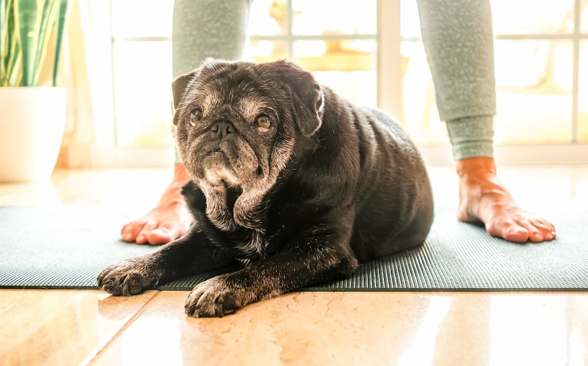 Weight loss food for dogs and cats