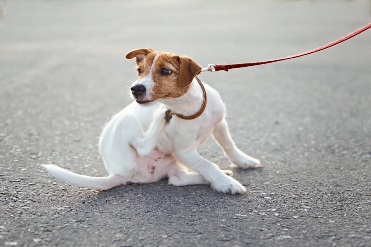 flea tick and worm treatments for dogs