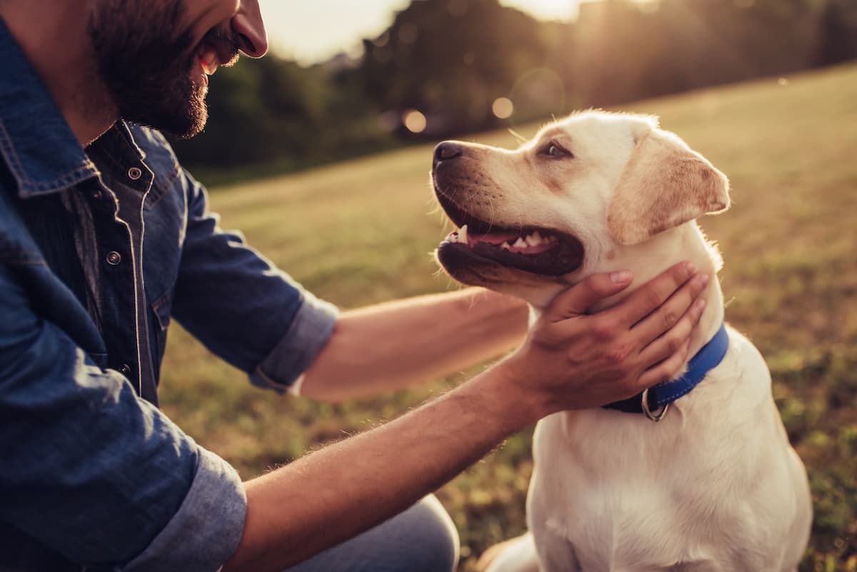 dog probiotics