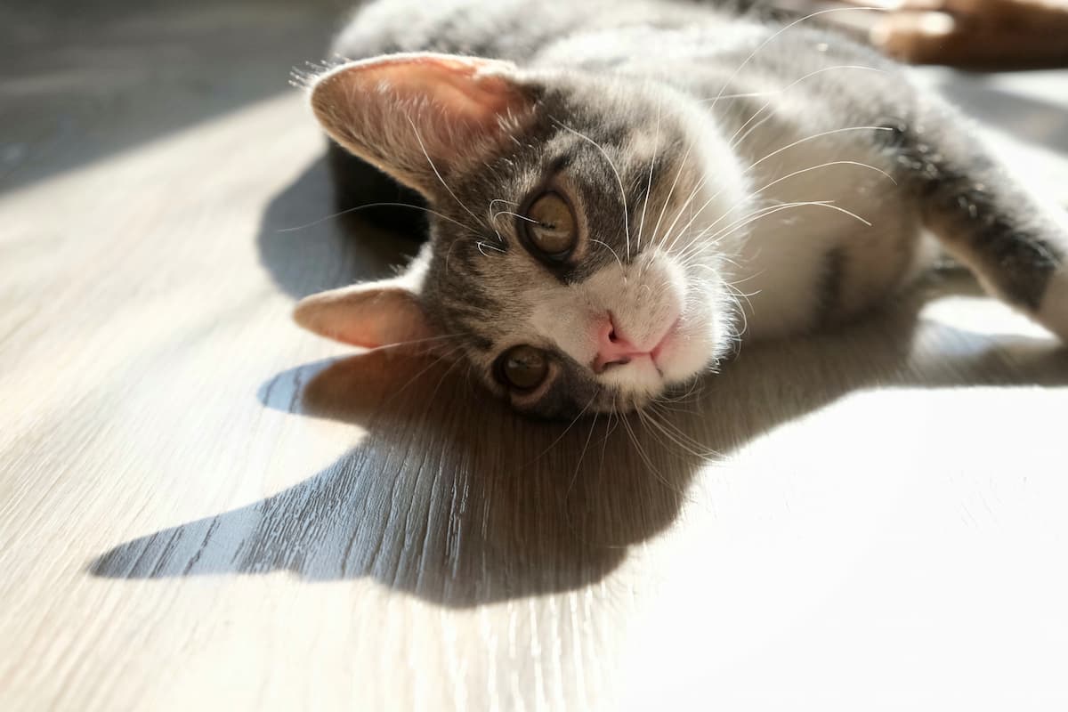 probiotics for cats