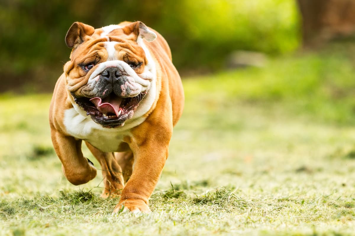 body condition score dog cat