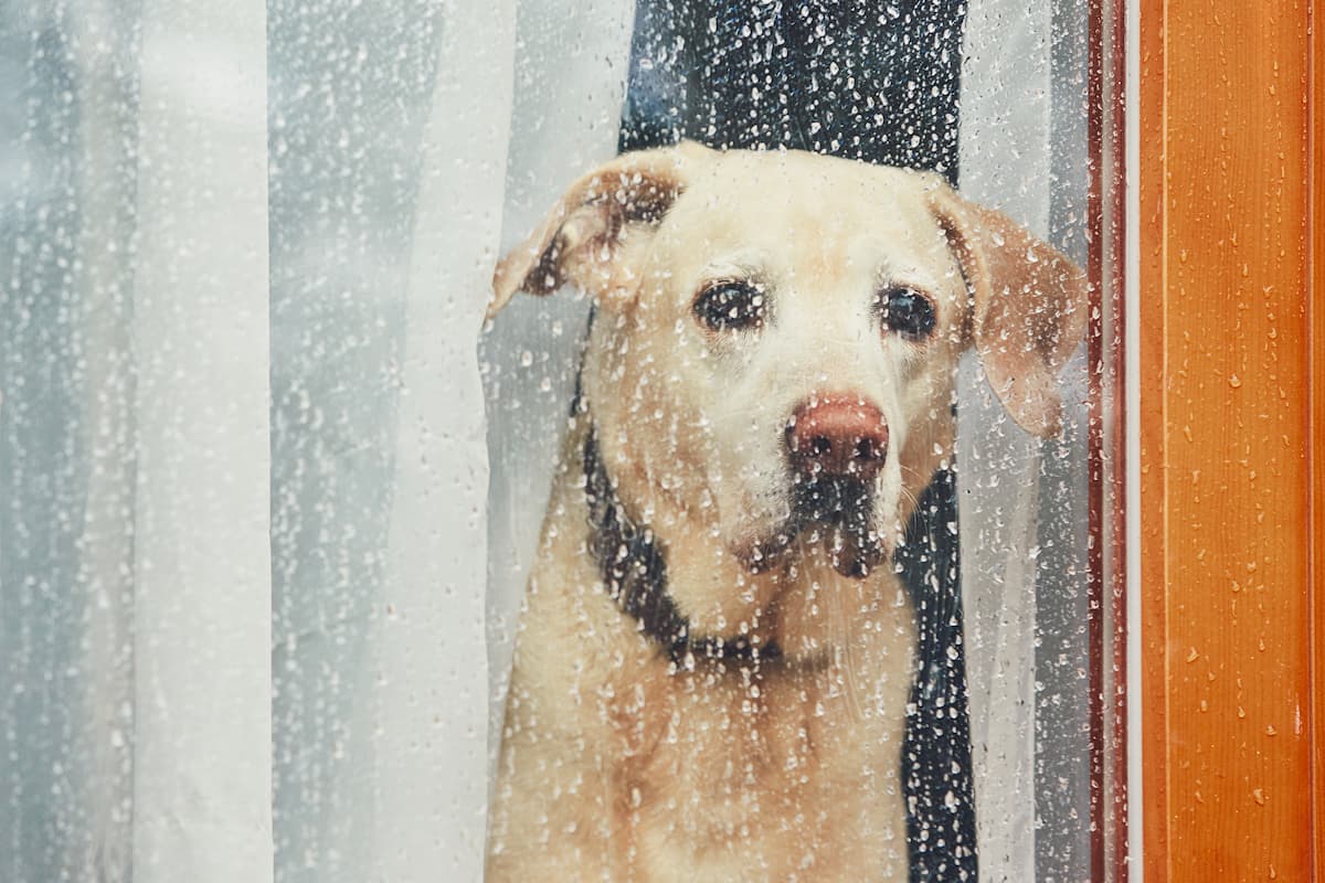separation anxiety in dogs
