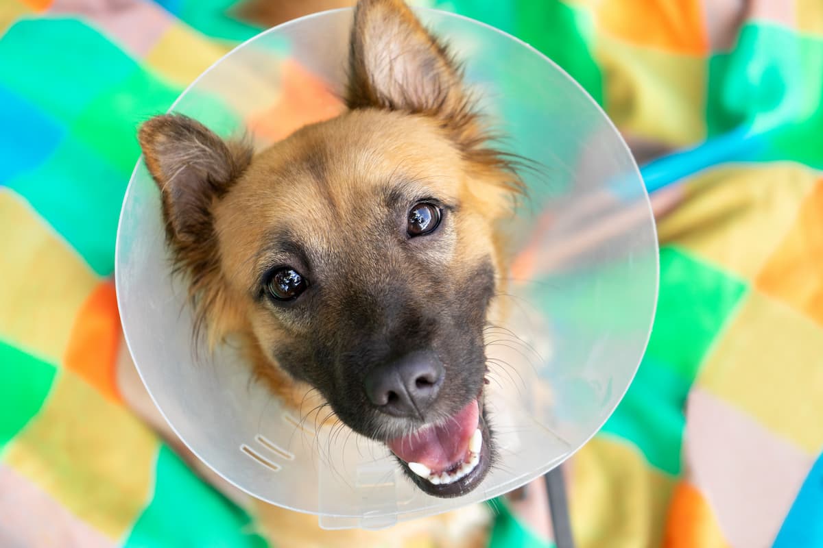 desexing dog information