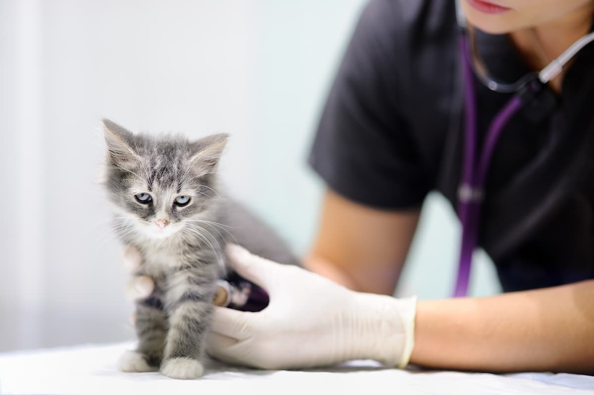 cat desexing costs & other information