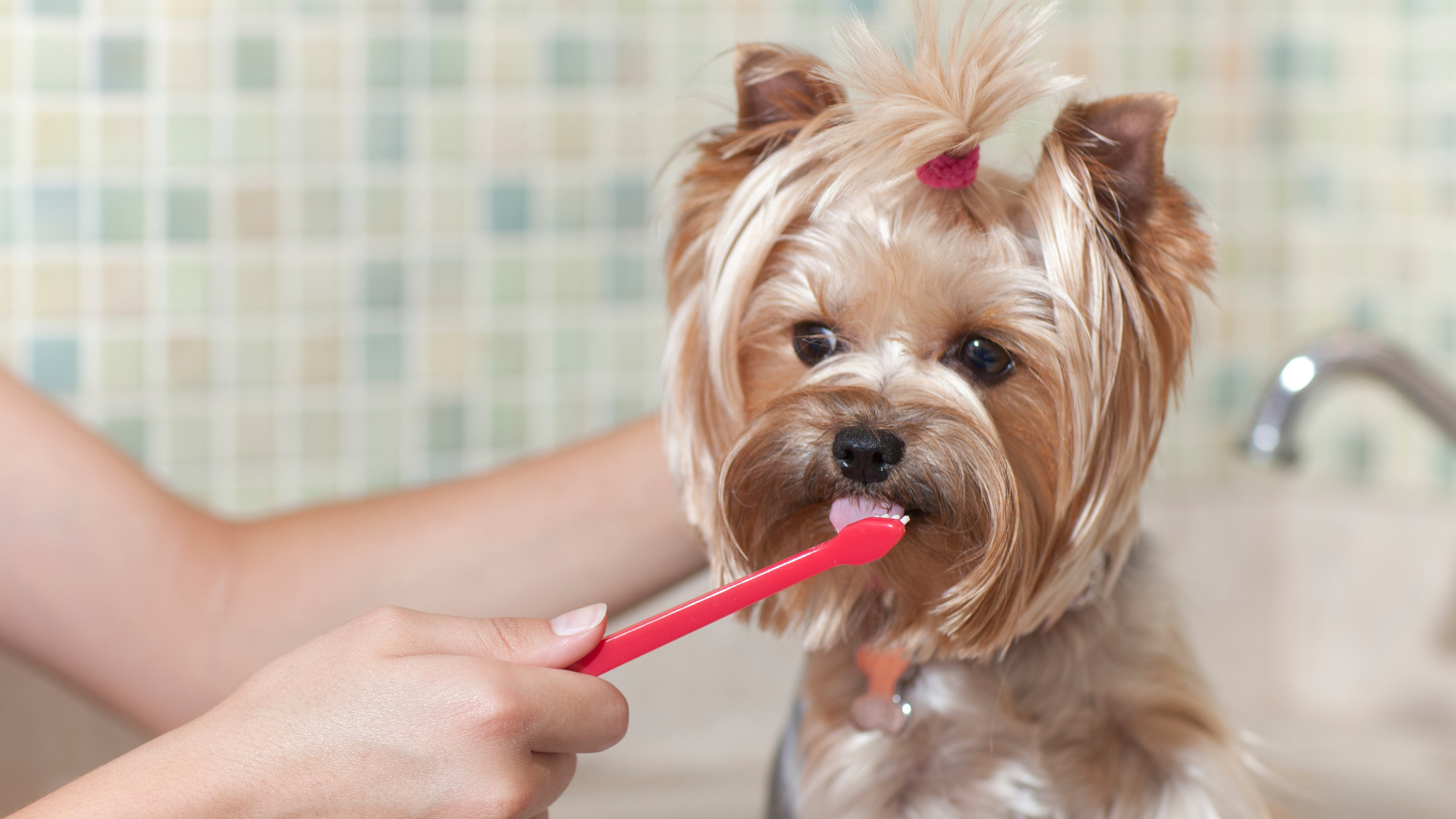 Small Dog Breeds and Dental Disease: Why They’re More at Risk