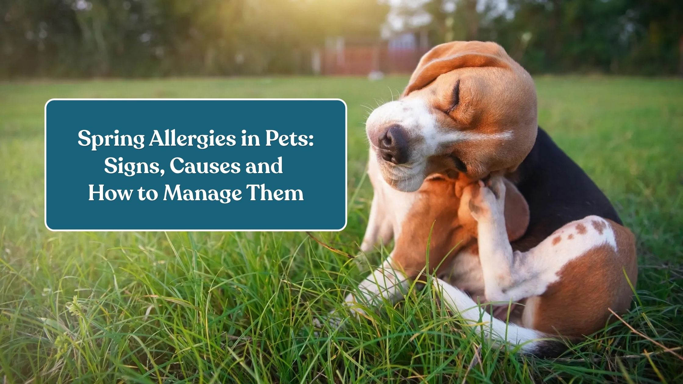 Spring Allergies in Pets: Signs, Causes and How to Manage Them