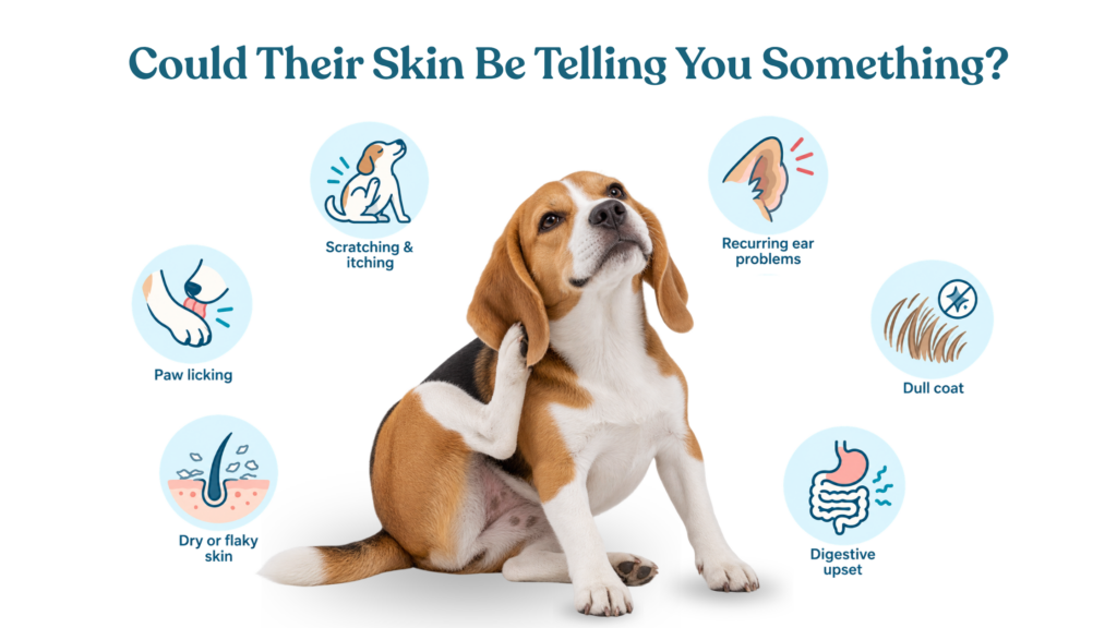 Signs of a possible gut-skin connection in dogs, including itching, paw licking, ear problems and digestive upset