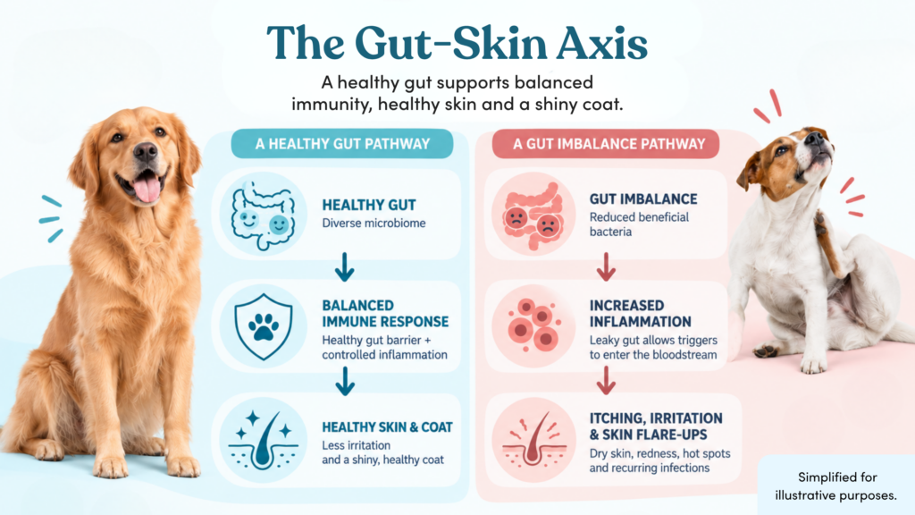 Dog gut-skin axis showing how gut health can affect immune response, skin and coat health