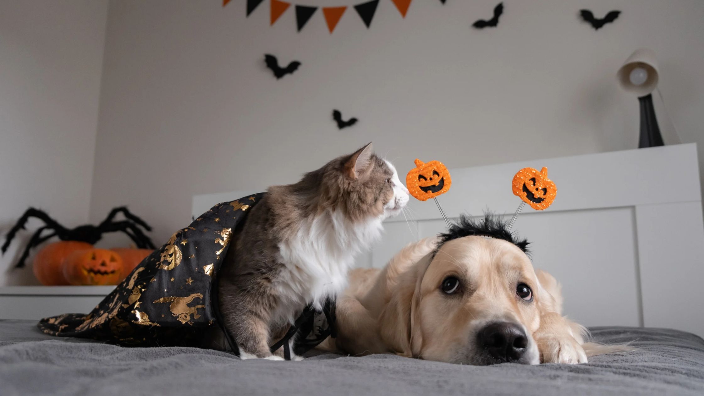 Halloween Hazards for Pets: Treats, Toxins and Weight Gain